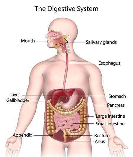 Know Your Digestive system | How it works, Function, Parts, Ways to improve it , different conditions.