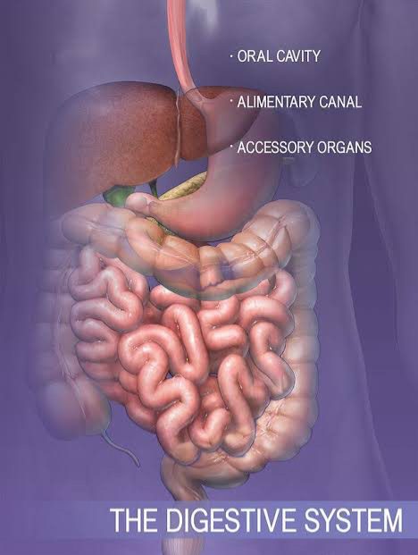 Know Your Digestive system | How it works, Function, Parts, Ways to improve it , different conditions.