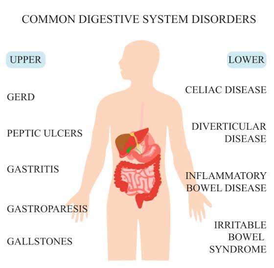 Know Your Digestive system | How it works, Function, Parts, Ways to improve it , different conditions.