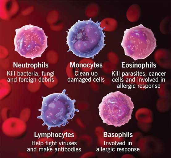 Types of white blood cells