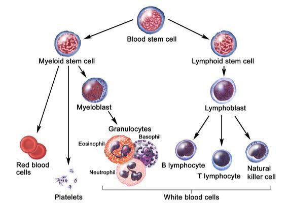 Formation of white blood cells