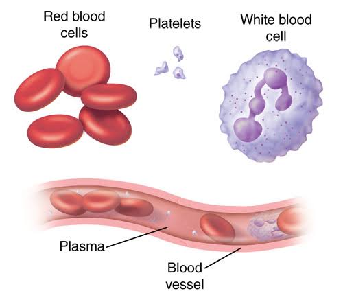 White blood cells 