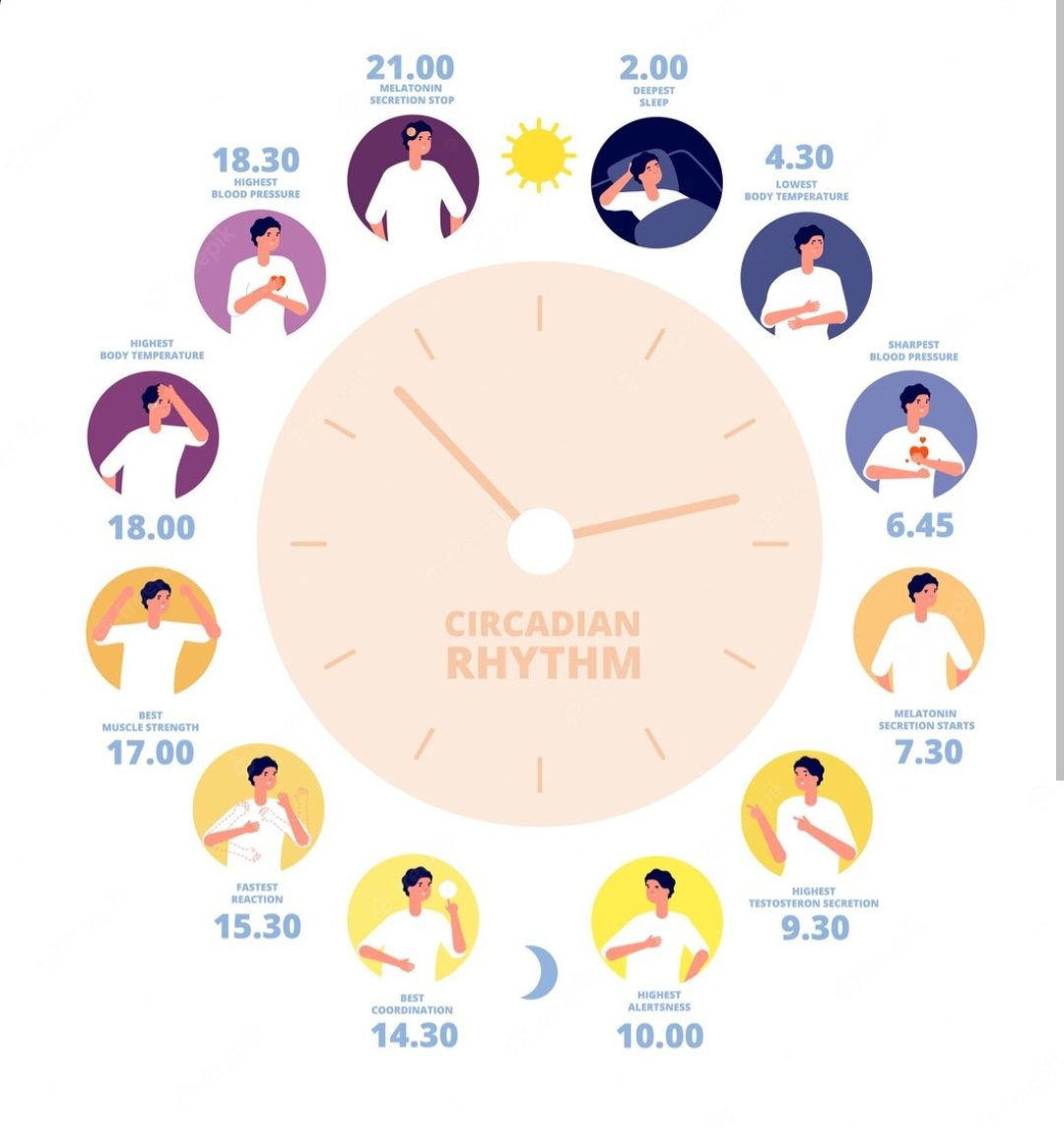 Understanding The Circadian Rhythm