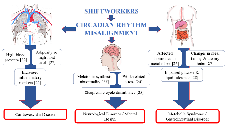 Understanding The Circadian Rhythm