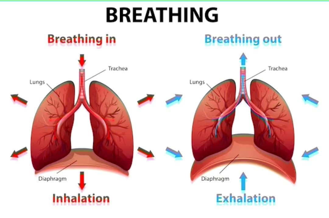 All You Need to Know about Deep Breathing 