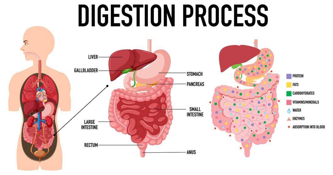 moves after meal to aid Digestion.